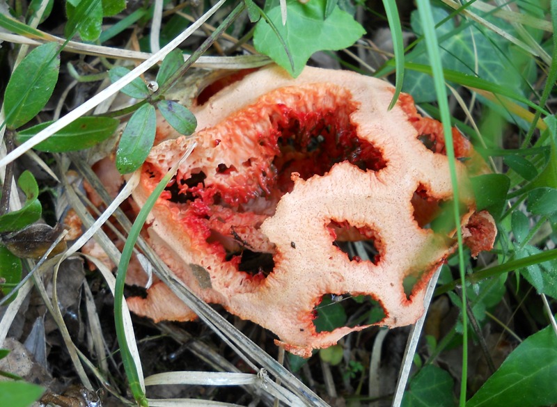 clathrus ruber ?